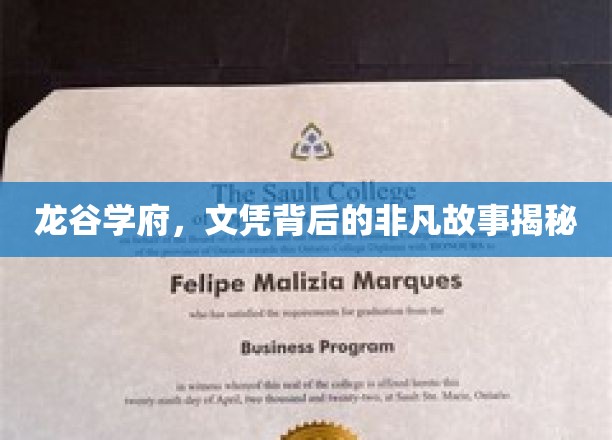 龙谷学府，文凭背后的传奇旅程大揭秘